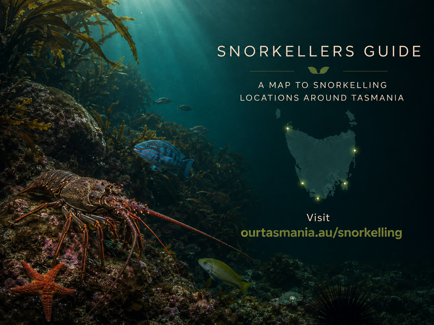 Snorkellers Guide &mdash; a map to snorkelling locations around Tasmania