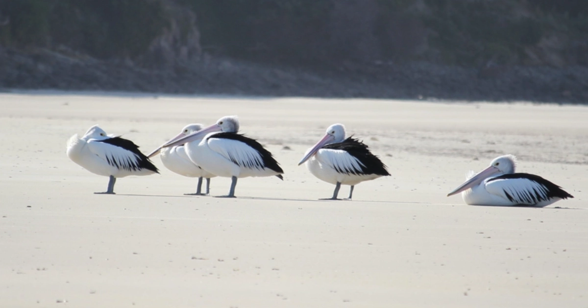 Australian Pelicans resting on a sandy beach