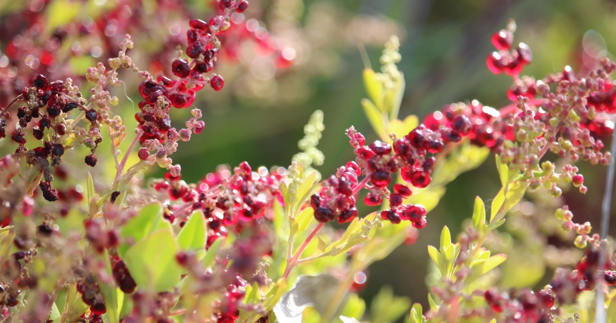 The red fruit of Seaberry Saltbush