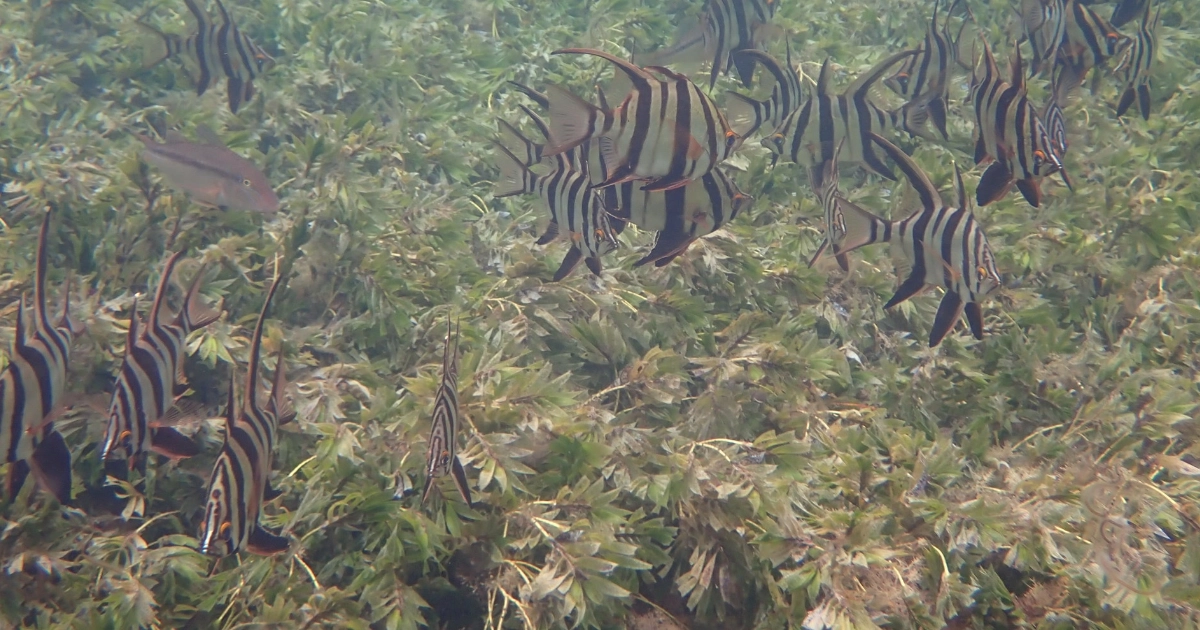 Silver and black striped fish swimming above the seagrass underwater
