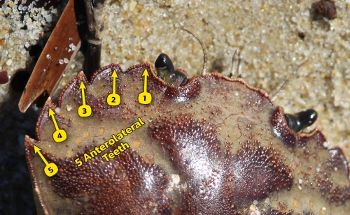 A dead crab carapace with five numbered markers