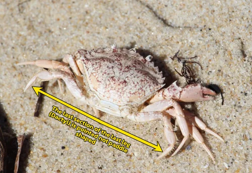 Crab with arrows pointing to the dactyls 