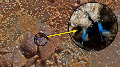 A hairy crab edited image to show the blue antennae and moth parts of this crab