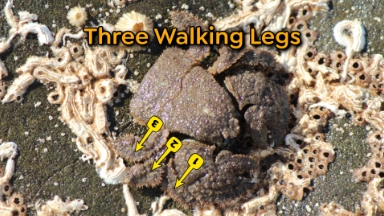 A small hairy crab with markers showing the three walking legs