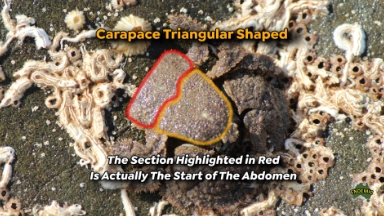 An edited image of a hairy crab to show the shape of the carapace