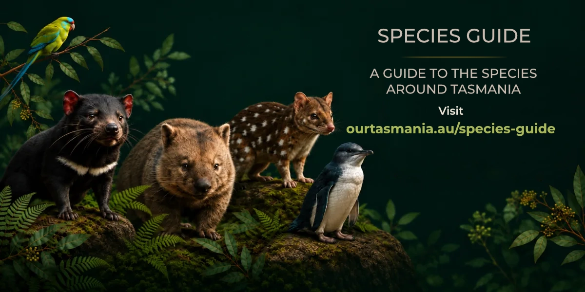 Species Guide — a guide to the species around Tasmania