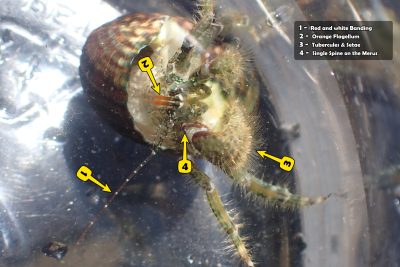 A cover thumbnail showing a blue hermit crab