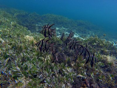 A school of fish underwater