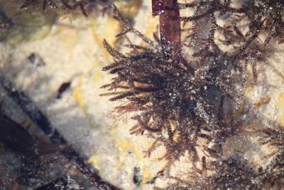 A group seaweeds in a small rockpool
