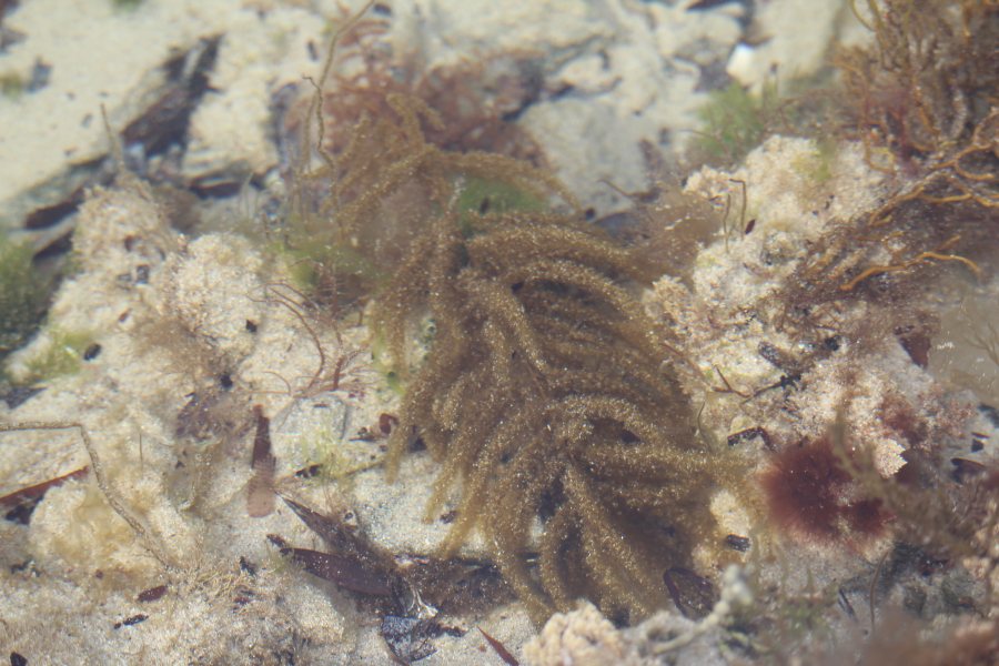 A marine algae in a rockpool