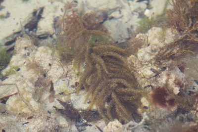A marine algae in a rockpool
